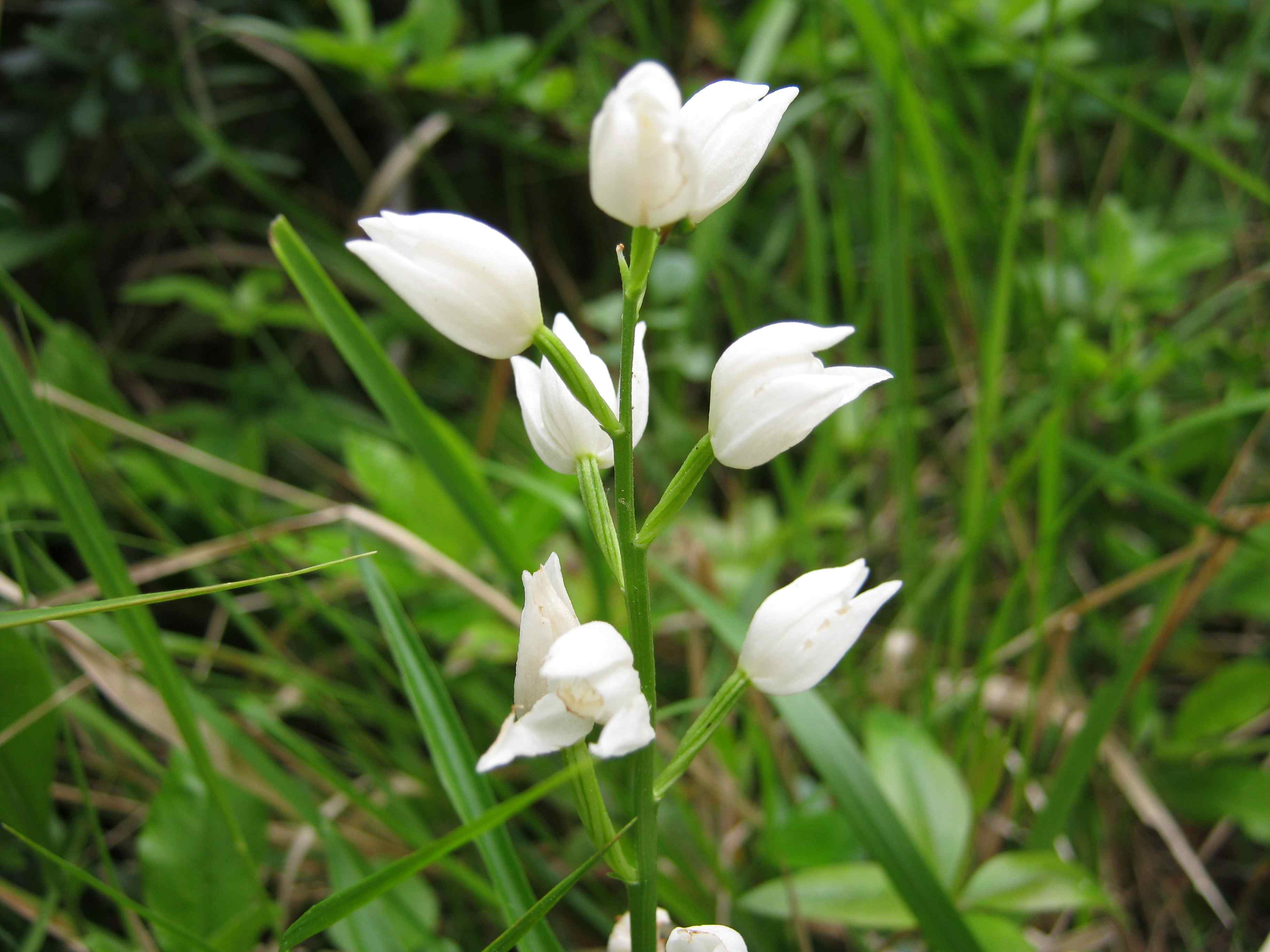 Cephalanthera longifolia?